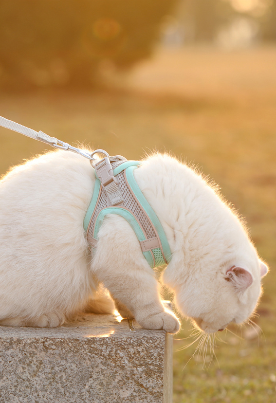 Pet wearing lightweight reflective harness during walk