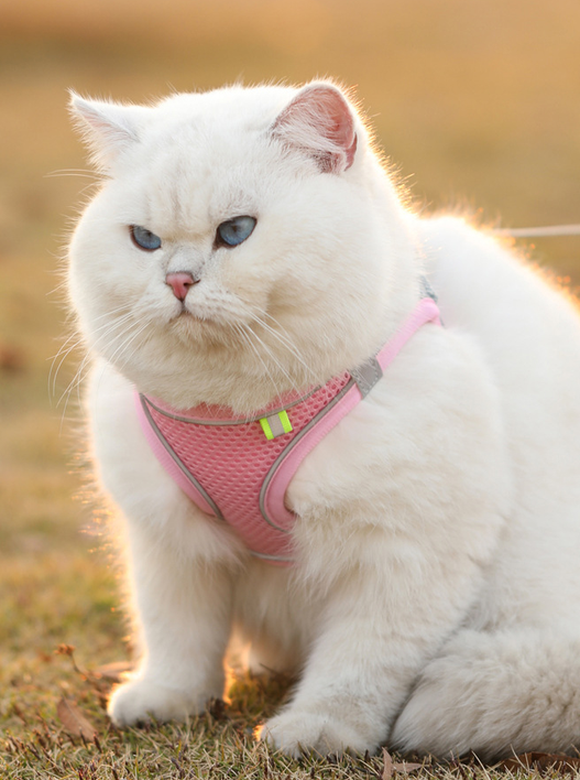 Cat wearing reflective pet harness outdoors