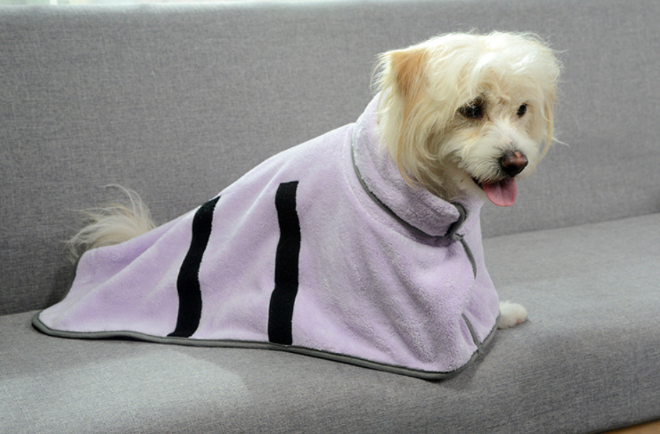 Dog wearing purple absorbent pet bathrobe on sofa
