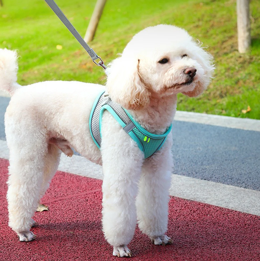 Small dog wearing Relvya GlowFit pet harness outdoors