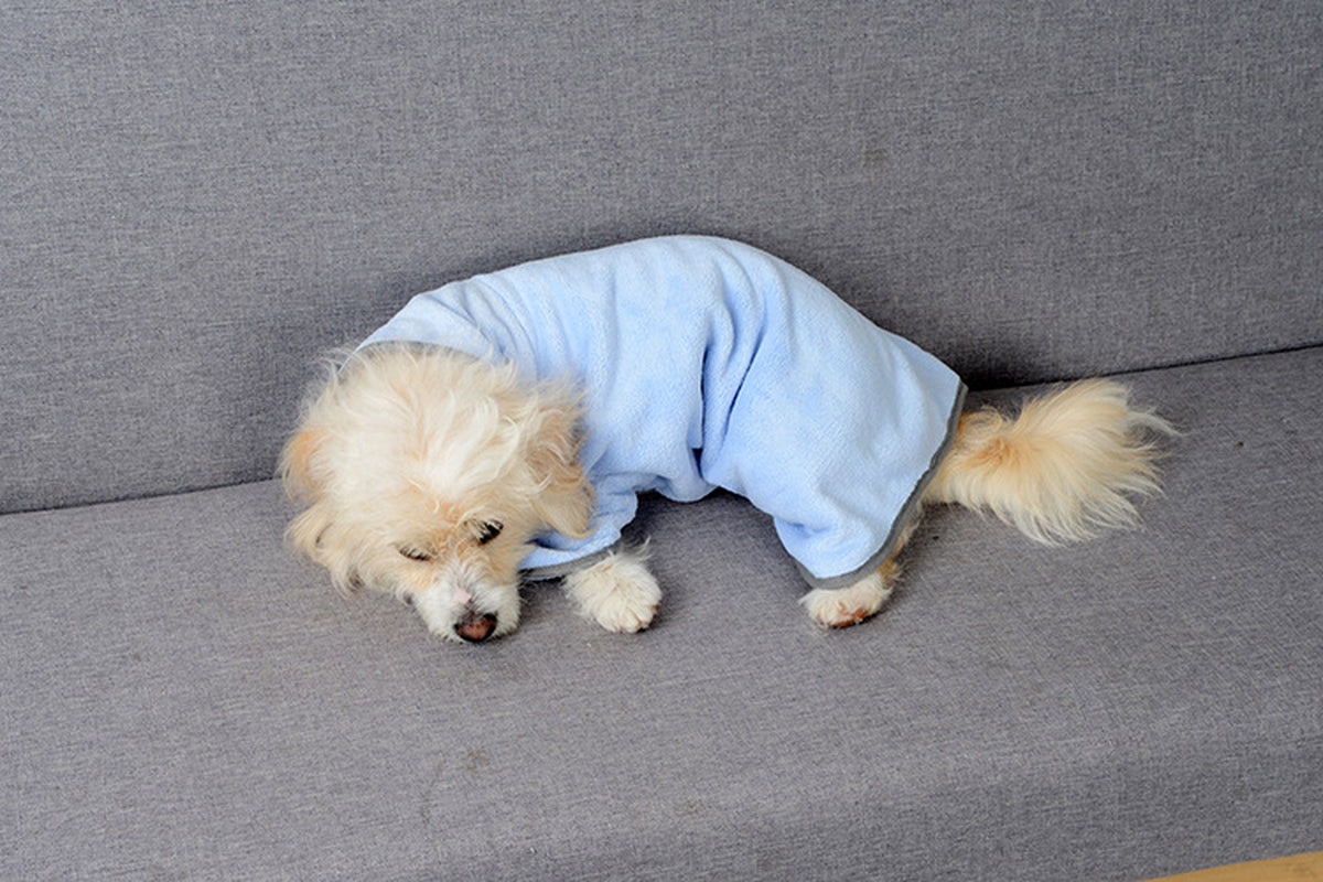 Dog resting in blue quick-dry pet bathrobe