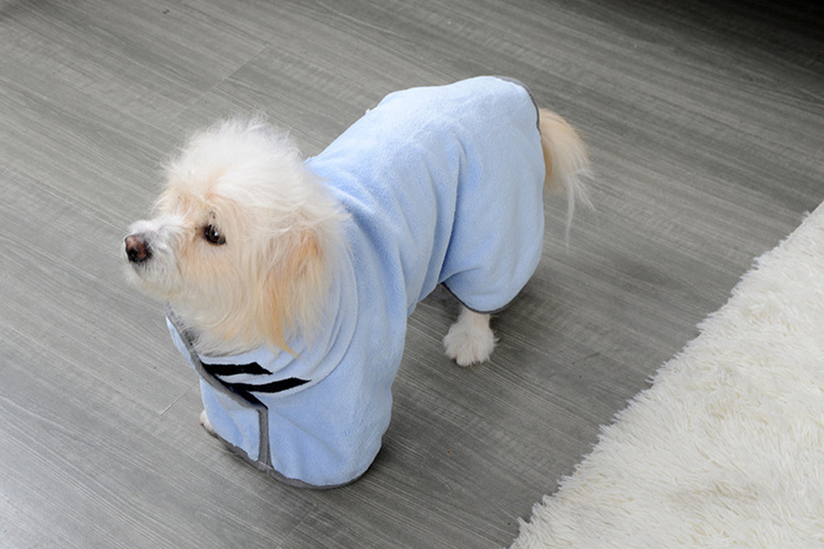 Dog wearing blue absorbent bathrobe after getting wet