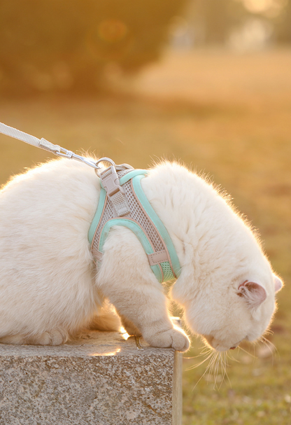 Pet wearing lightweight reflective harness during walk