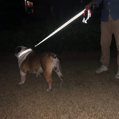 Reflective dog leash visible during nighttime walk