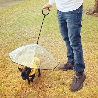 Small dog walking outdoors under a transparent pet umbrella