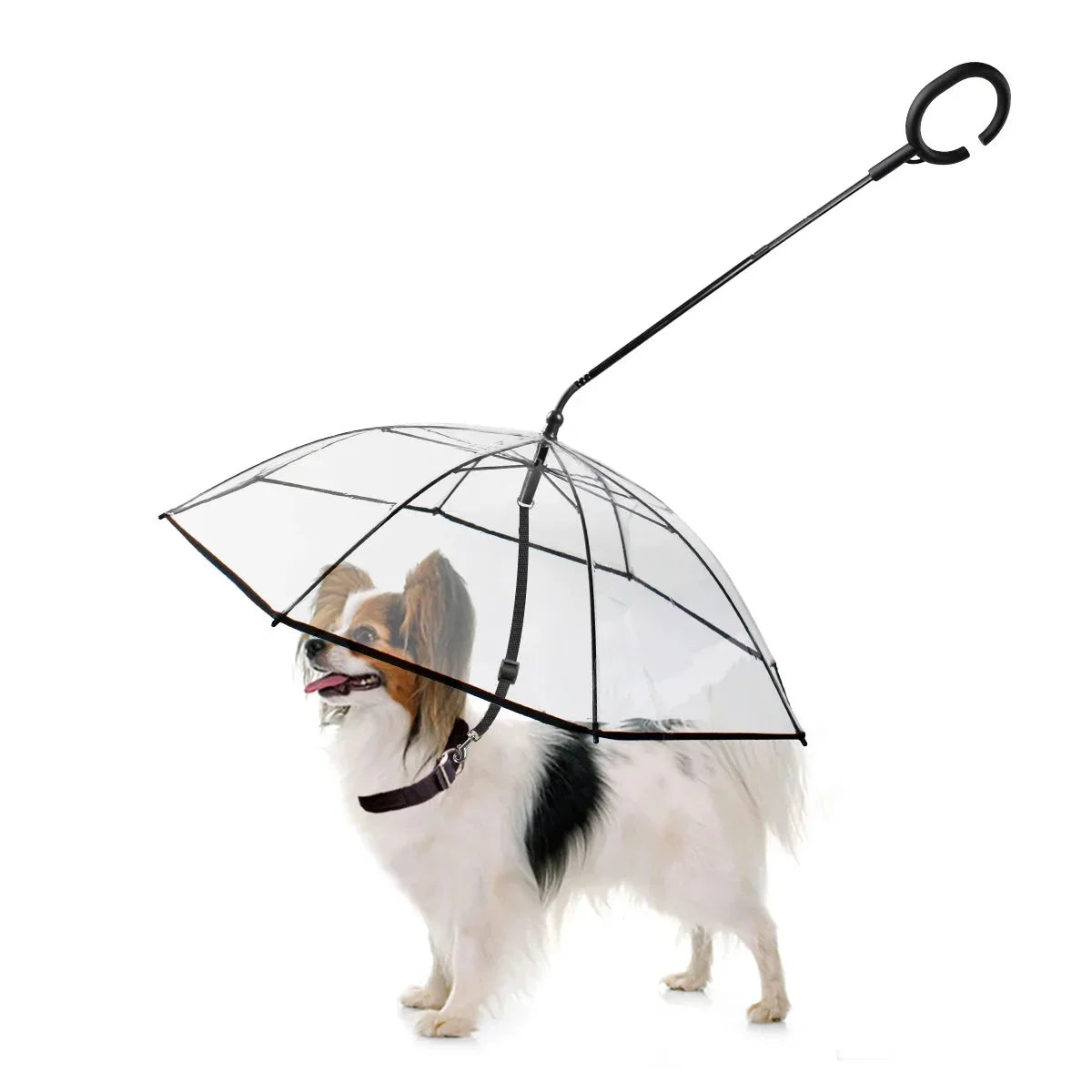 Dog walking under a transparent pet umbrella with leash attachment
